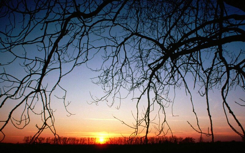 Silhouetted Tree Branches — Blue, Serene, Sunset, Photograph, Sky, Horizon