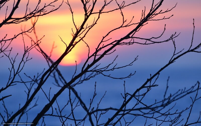 Silhouetted Tree Branches — Blue, Serene, Sunset, Photograph, Sky