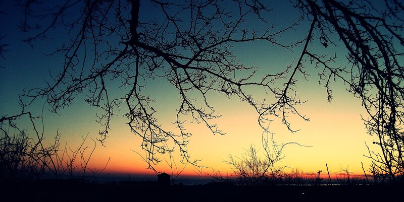Silhouetted Tree Branches — Blue, Serene, Sunset, Photograph