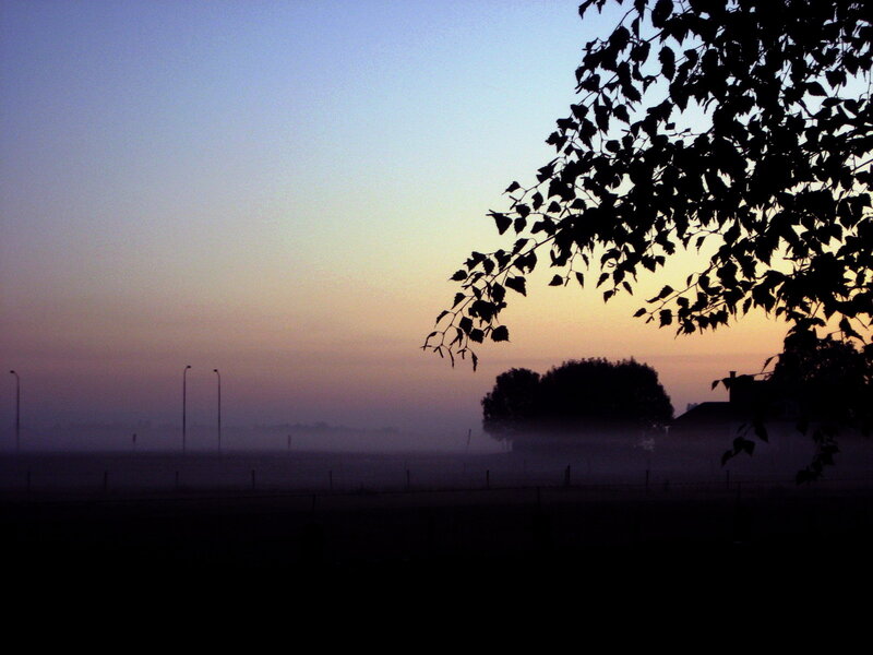 Silhouetted Tree Branches — Blue, Serene