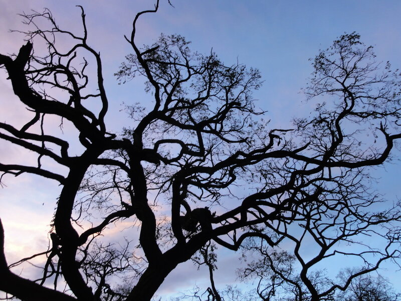 Silhouetted Tree Branches — Blue