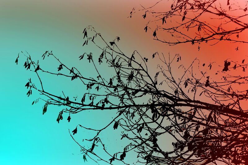 Silhouetted Tree Branches — Cyan