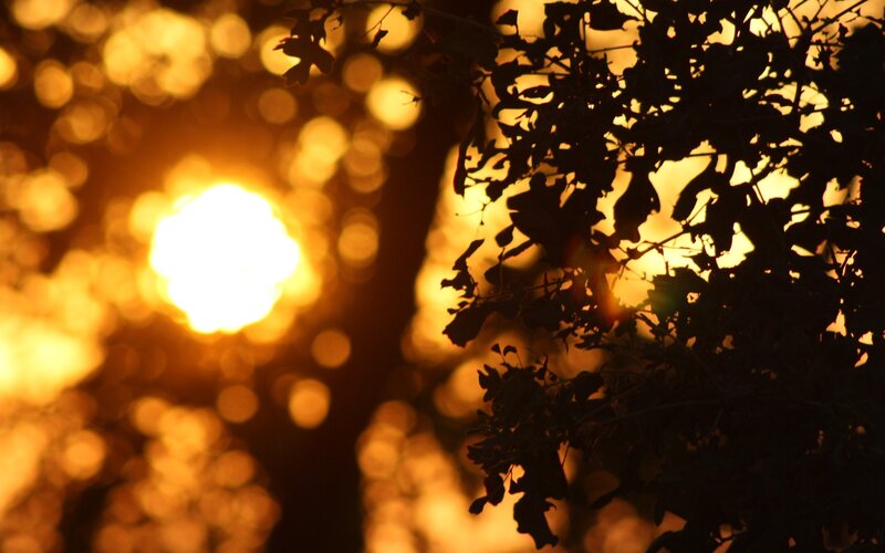 Silhouetted Tree Branches — Gold, Dramatic, Sunset