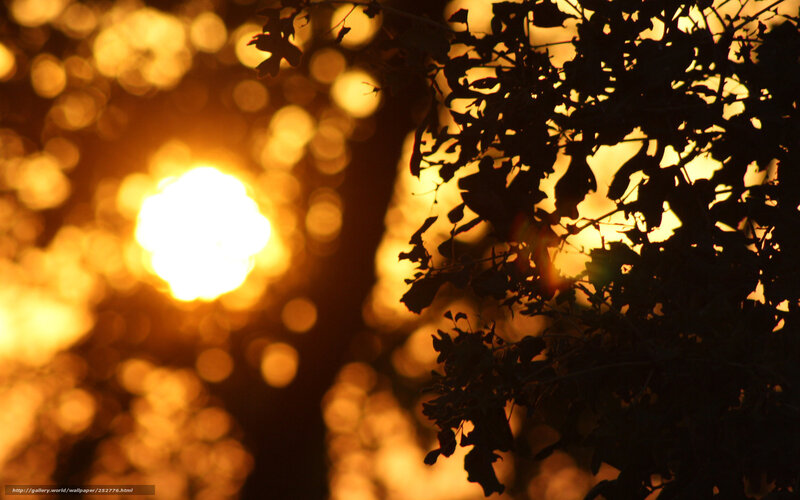 Silhouetted Tree Branches — Gold, Dramatic