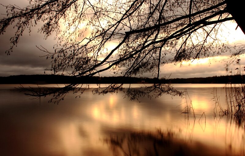 Silhouetted Tree Branches — Gold, Serene