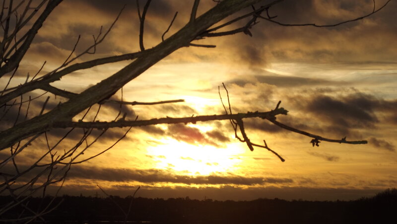 Silhouetted Tree Branches — Gold