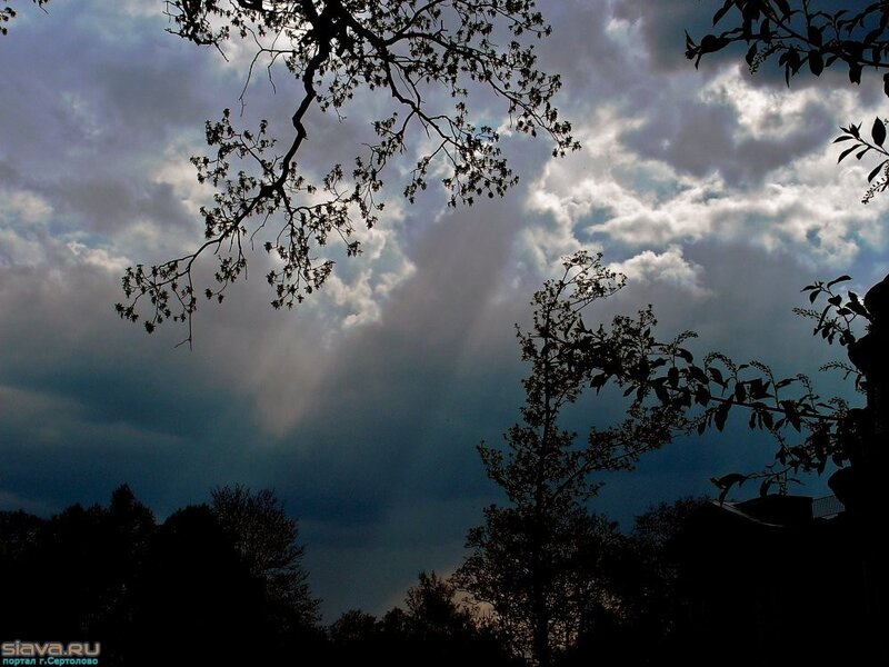 Silhouetted Tree Branches — Gray, Dramatic