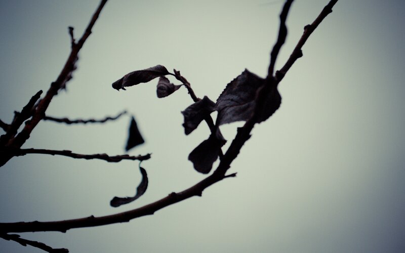 Silhouetted Tree Branches — Gray