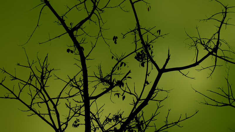 Silhouetted Tree Branches — Green, Dramatic, Night