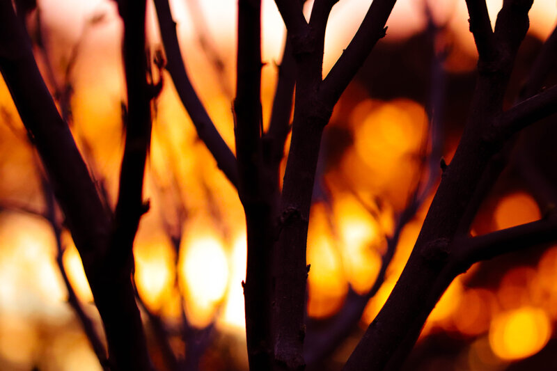Silhouetted Tree Branches — Orange, Dramatic, Sunset, Photograph, Bokeh