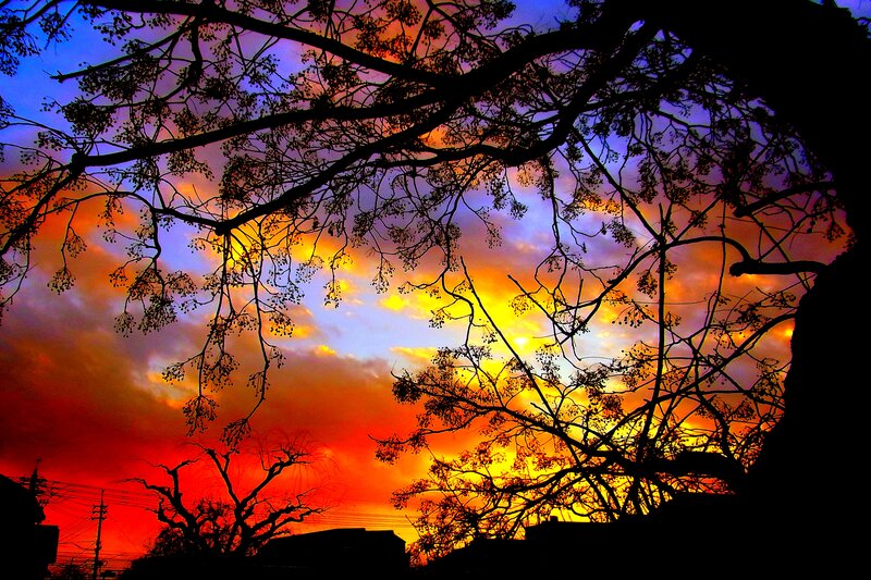 Silhouetted Tree Branches — Orange, Dramatic, Sunset, Photograph, Sky, Clouds, Power Lines