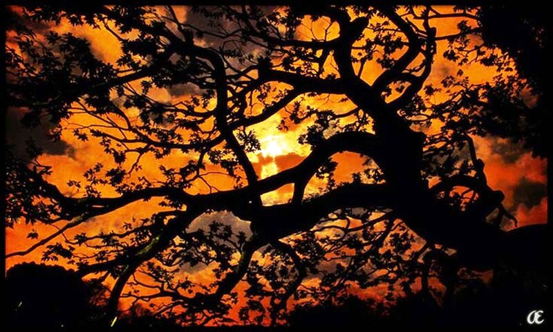 Silhouetted Tree Branches — Orange, Dramatic, Sunset, Photograph, Sky, Clouds, Sun