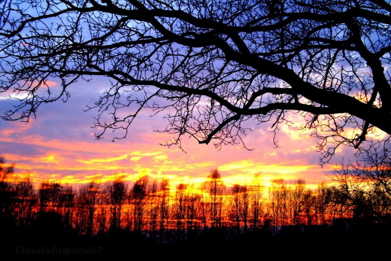 Silhouetted Tree Branches — Orange, Dramatic, Sunset, Photograph, Sky, Clouds