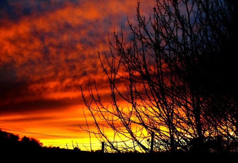 Silhouetted Tree Branches — Orange, Dramatic, Sunset, Photograph, Sky