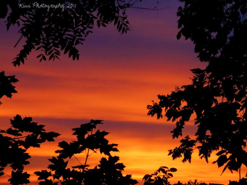 Silhouetted Tree Branches — Orange, Dramatic, Sunset, Photograph, Sky, Trees