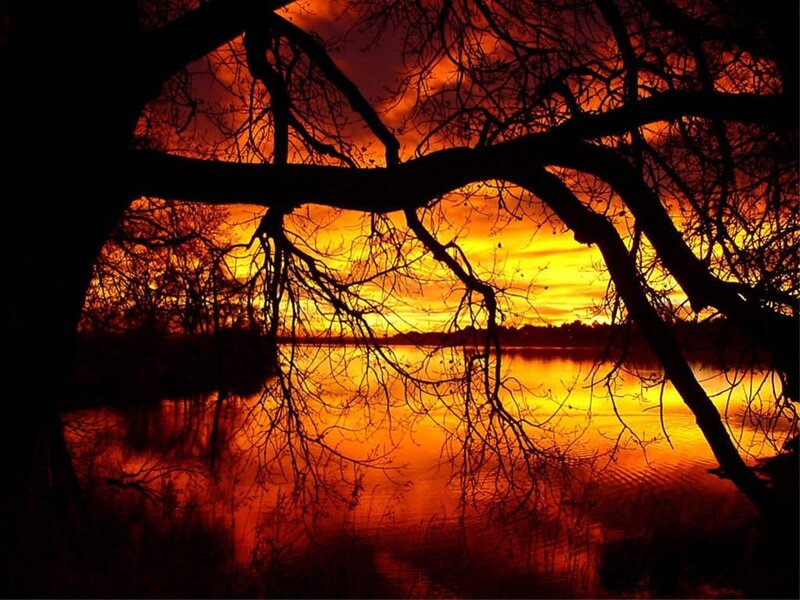 Silhouetted Tree Branches — Orange, Dramatic, Sunset, Photograph, Sky, Water