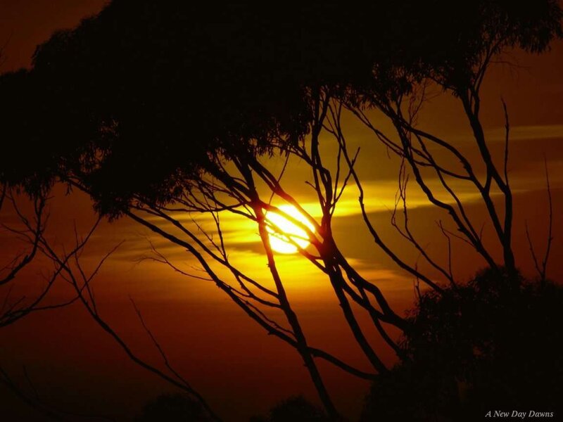 Silhouetted Tree Branches — Orange, Dramatic, Sunset, Photograph, Sun, Sky, Clouds