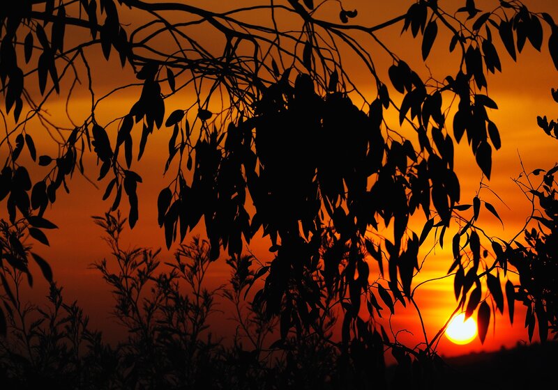 Silhouetted Tree Branches — Orange, Dramatic, Sunset, Photograph, Sun, Sky, Plants