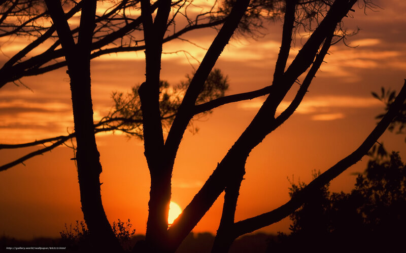 Silhouetted Tree Branches — Orange, Dramatic, Sunset, Photograph, Sun, Sky
