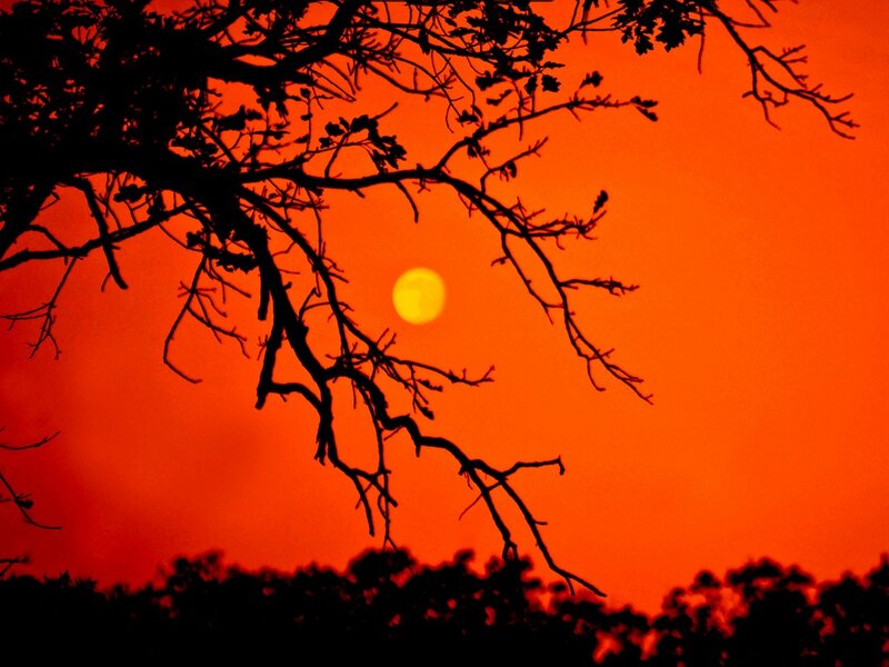 Silhouetted Tree Branches — Orange, Dramatic, Sunset, Photograph, Sun, Sky, Trees