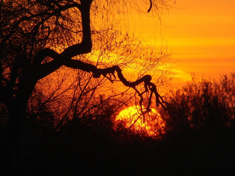 Silhouetted Tree Branches — Orange, Dramatic, Sunset, Photograph, Sun