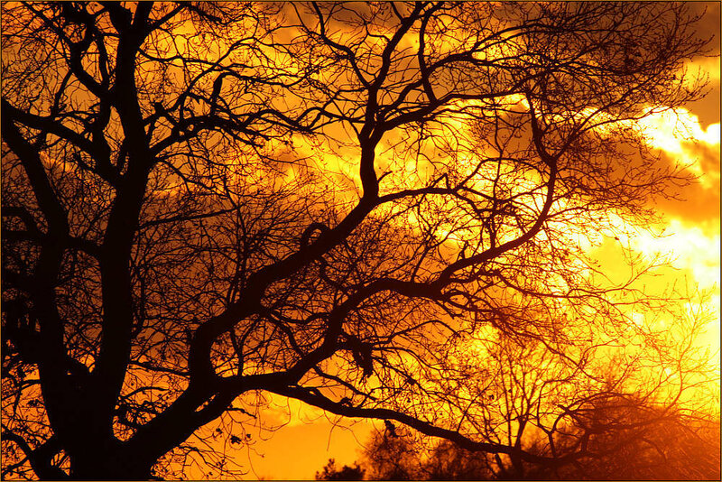 Silhouetted Tree Branches — Orange, Dramatic, Sunset, Photograph