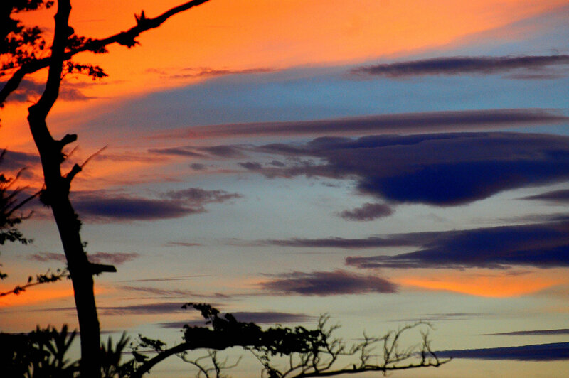 Silhouetted Tree Branches — Orange, Dramatic, Sunset, Photograph, Tree Branches