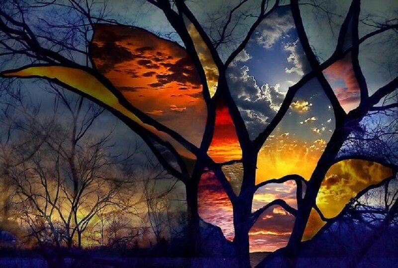 Silhouetted Tree Branches — Orange, Dramatic, Sunset
