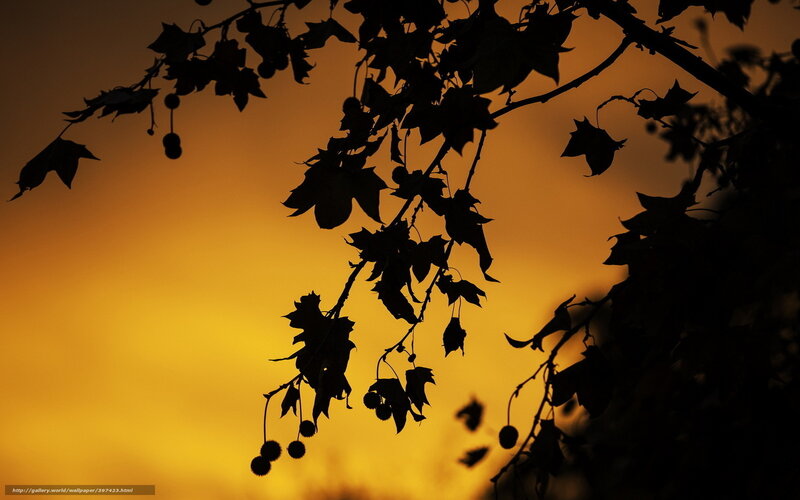 Silhouetted Tree Branches — Orange, Serene, Sunset, Photograph, Leaves