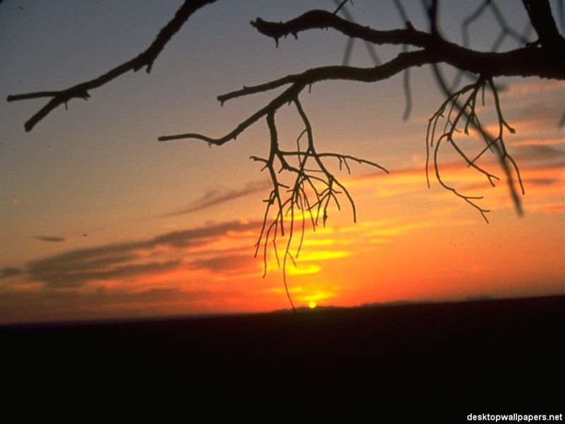 Silhouetted Tree Branches — Orange, Serene, Sunset, Photograph, Sky, Horizon