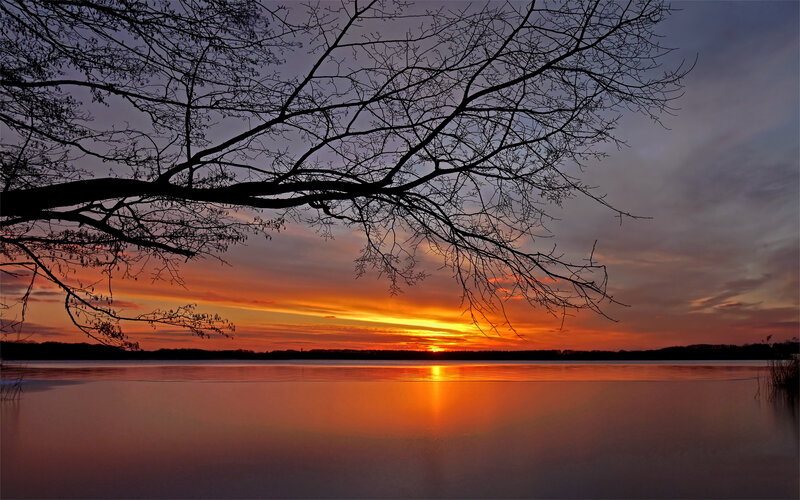 Silhouetted Tree Branches — Orange, Serene, Sunset, Photograph, Sky
