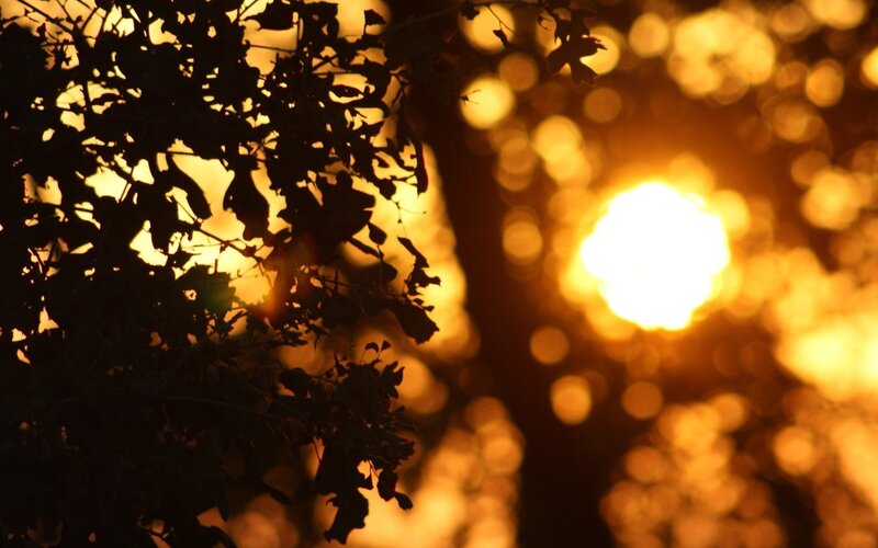 Silhouetted Tree Branches — Orange, Serene, Sunset, Photograph, Sun, Leaves