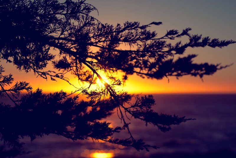 Silhouetted Tree Branches — Orange, Serene, Sunset, Photograph, Sun, Sky, Ocean