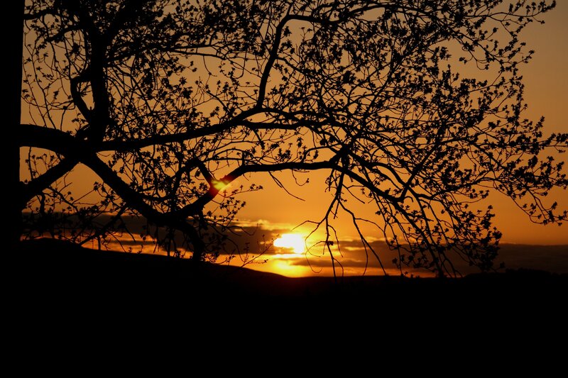 Silhouetted Tree Branches — Orange, Serene, Sunset, Photograph, Sun, Sky