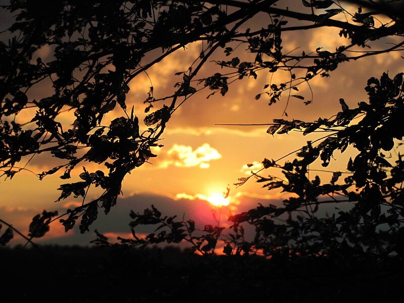 Silhouetted Tree Branches — Orange, Serene, Sunset, Photograph, Sun