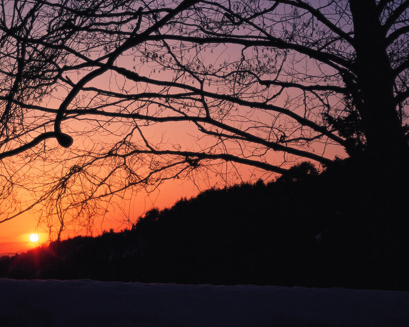 Silhouetted Tree Branches — Orange, Serene, Sunset, Photograph