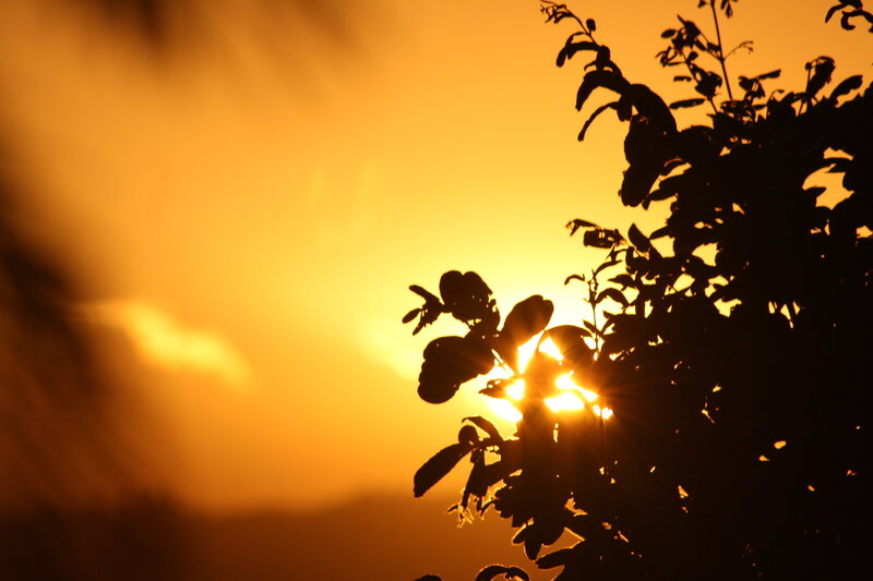 Silhouetted Tree Branches — Orange, Serene, Sunset