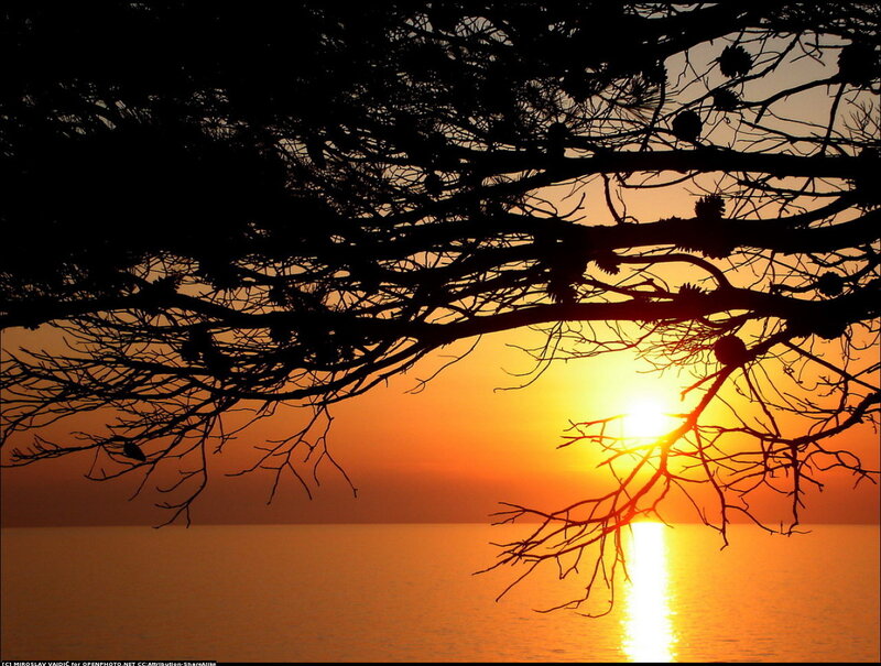 Silhouetted Tree Branches — Orange, Serene
