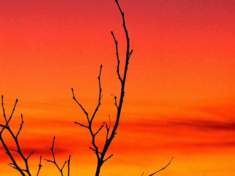 Silhouetted Tree Branches — Orange
