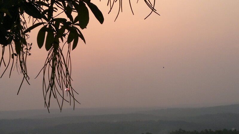 Silhouetted Tree Branches — Pink, Serene