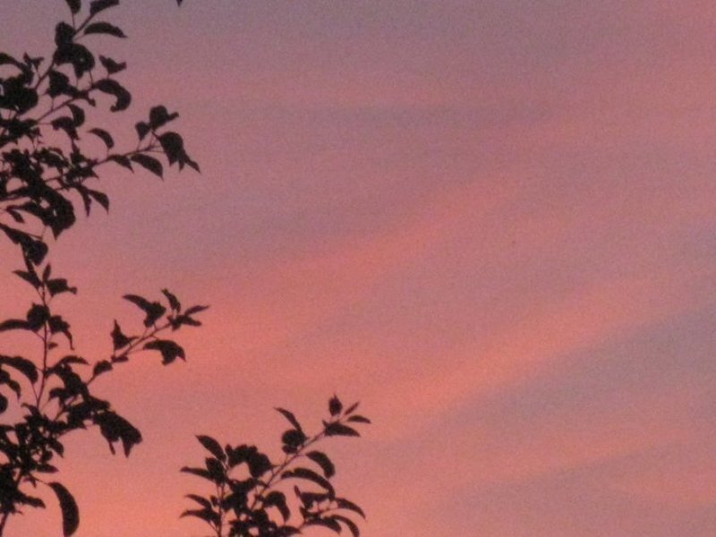 Silhouetted Tree Branches — Pink