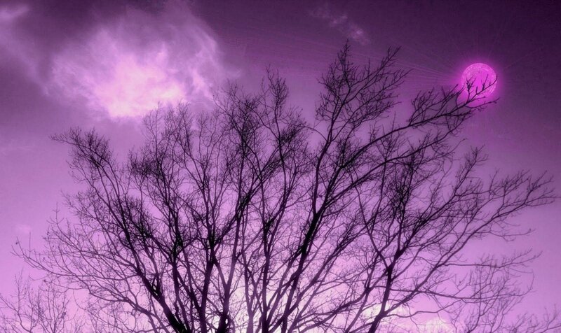 Silhouetted Tree Branches — Purple, Dramatic, Night, Digital Art