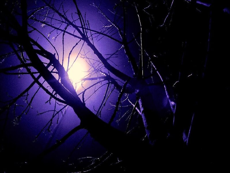 Silhouetted Tree Branches — Purple, Dramatic, Night, Photograph, Light Source