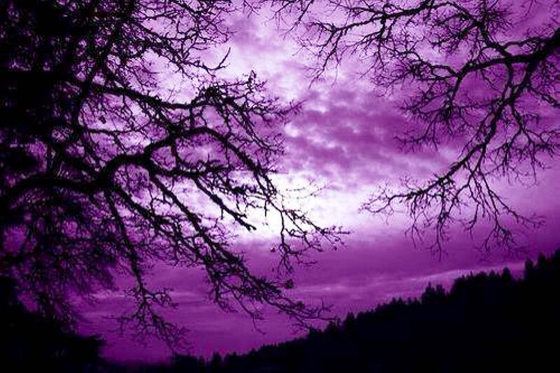Silhouetted Tree Branches — Purple, Dramatic, Night, Photograph