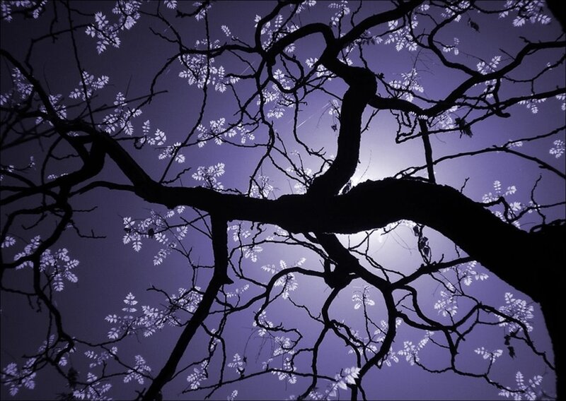 Silhouetted Tree Branches — Purple, Dramatic, Night
