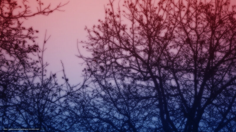 Silhouetted Tree Branches — Purple, Dramatic, Sunset, Photograph, Sky