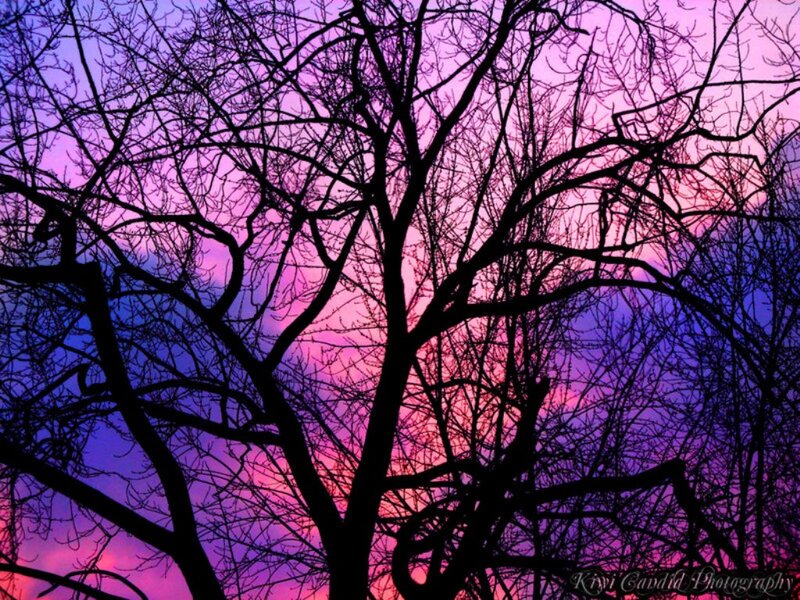 Silhouetted Tree Branches — Purple, Dramatic, Sunset, Photograph