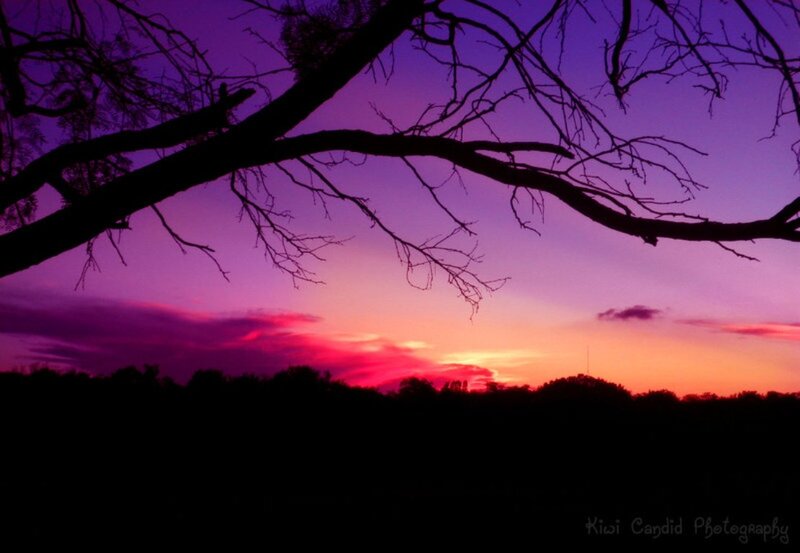 Silhouetted Tree Branches — Purple, Dramatic, Sunset