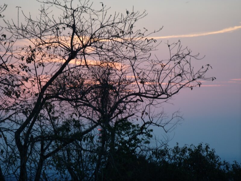 Silhouetted Tree Branches — Purple, Serene