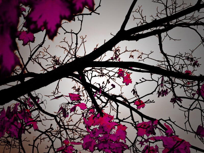 Silhouetted Tree Branches — Purple
